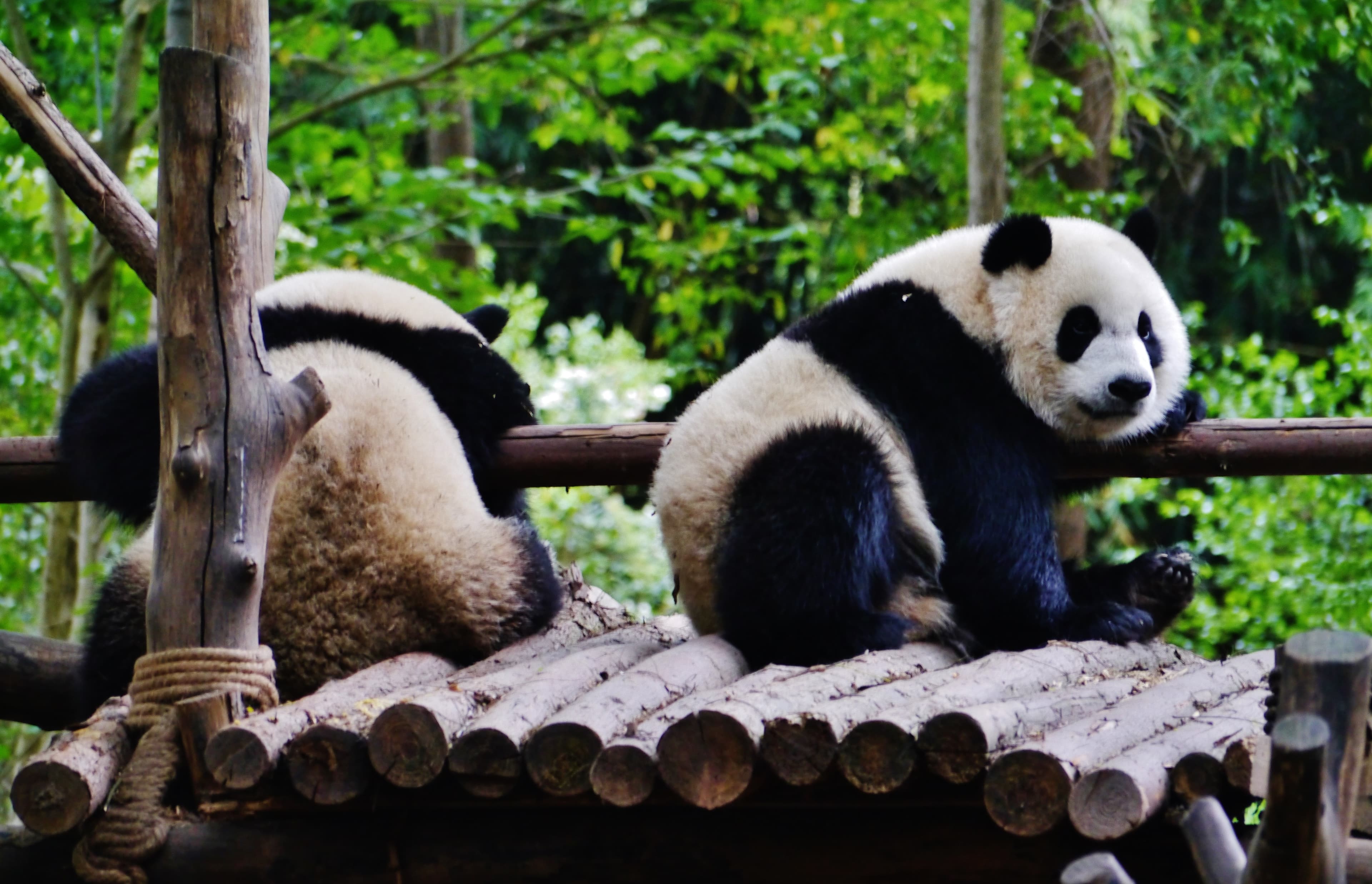 Two giant pandas resting among green trees in Chengdu