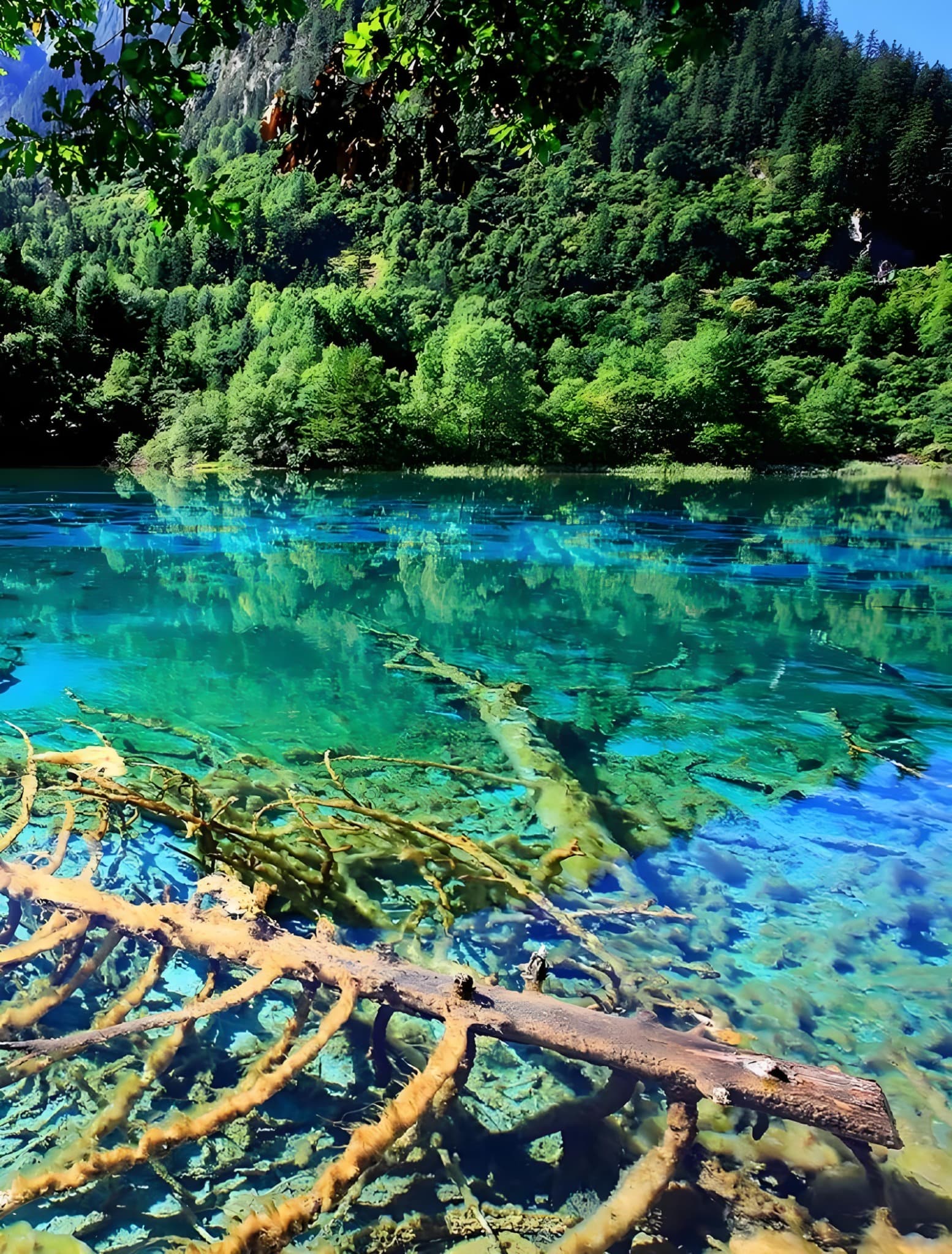 Clear turquoise water and submerged trees in Jiuzhaigou