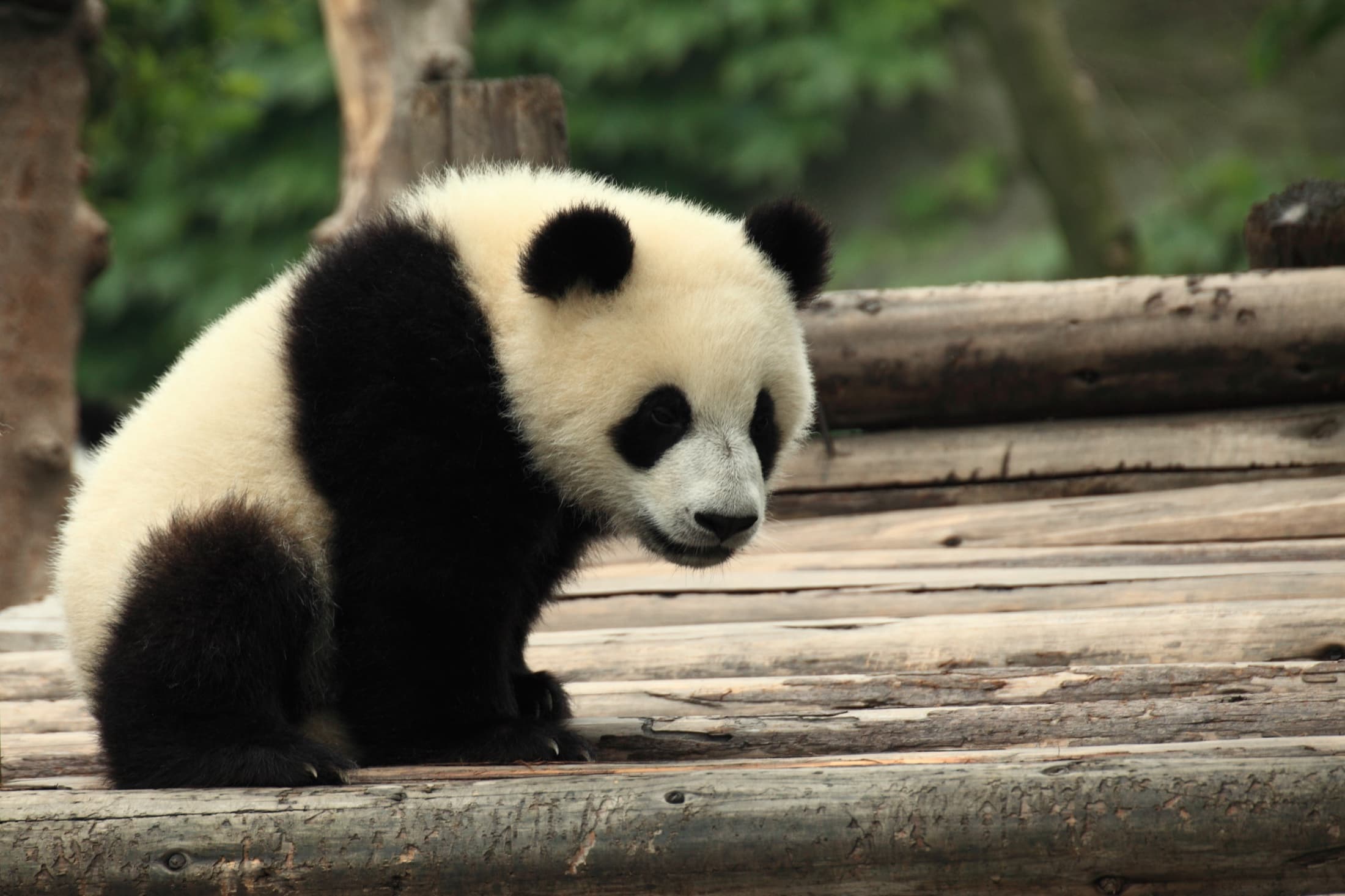 A young giant panda at the Chengdu Research Base